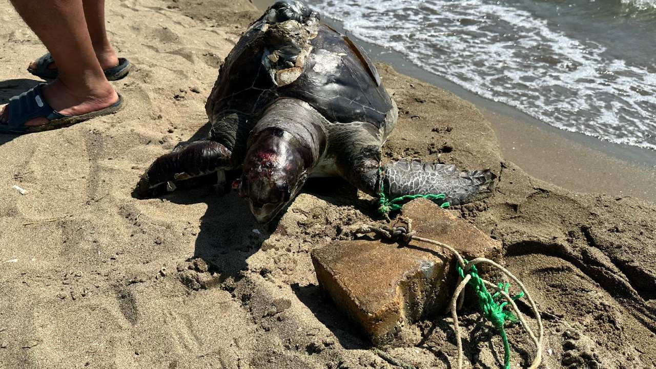 İzmir’de insanlık dışı vahşet! Yüzgecine parke taşı bağlanmış ölü deniz kaplumbağası bulundu